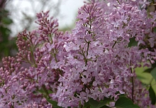 Сирень обыкновенная 'Пинк Мист' (лилово -розовая)