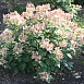 Гортензия метельчатая 'Эрли Сенсейшн'