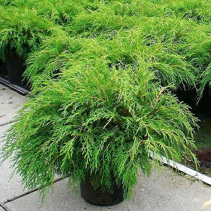 Микробиота перекрестнопарная 'Лукас'