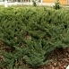 Можжевельник казацкий 'Глаука'