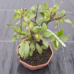 Яблоня 'Горгеус' шпалера