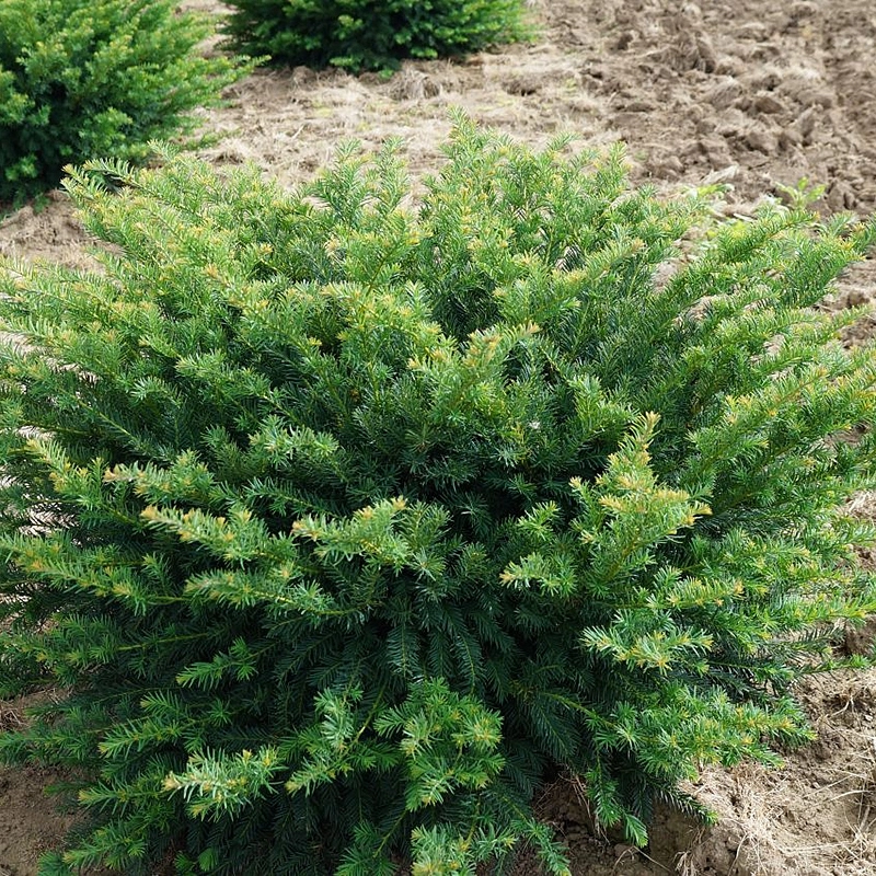 Тис ягодный 'Репанденс'