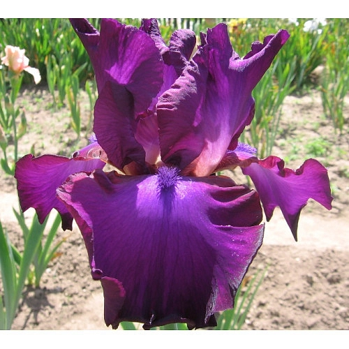 Ирис германский (бородатый) 'Джипси Романс' 