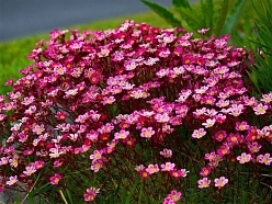 Камнеломка Арендса 'Карпет Перпл Роб' Камнеломка Арендса 'Карпет Перпл Роб'