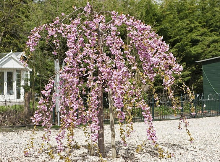 Яблоня декоративная 'Чилс Випинг'