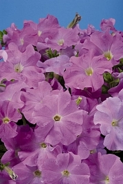 Петуния гибридная крупноцветковая 'Аладдин Лилак' (лиловая)