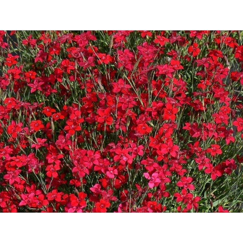 Гвоздика травянка 'Флэшинг Лайт'