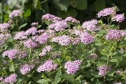 Спирея березолистная 'Пинк Спарклер'