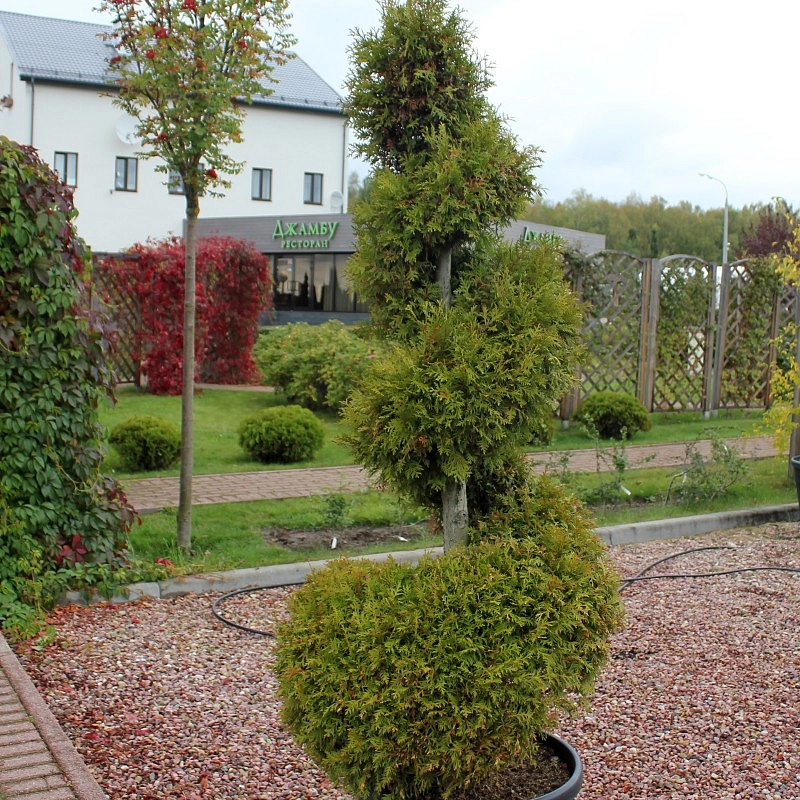 Туя западная 'Брабант' спираль