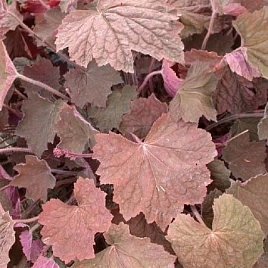 Гейхера гибридная 'Браунис'