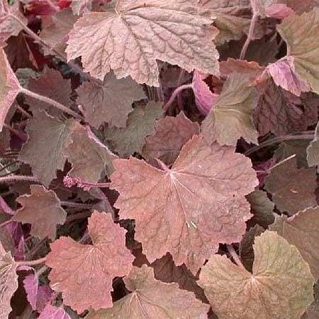 Гейхера гибридная 'Браунис'