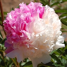 Пион молочноцветковый 'Мистер Эд' (розовый с белым)