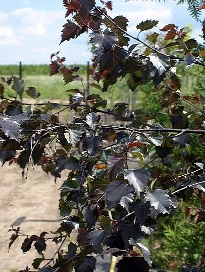 Береза повислая 'Пурпуреа'