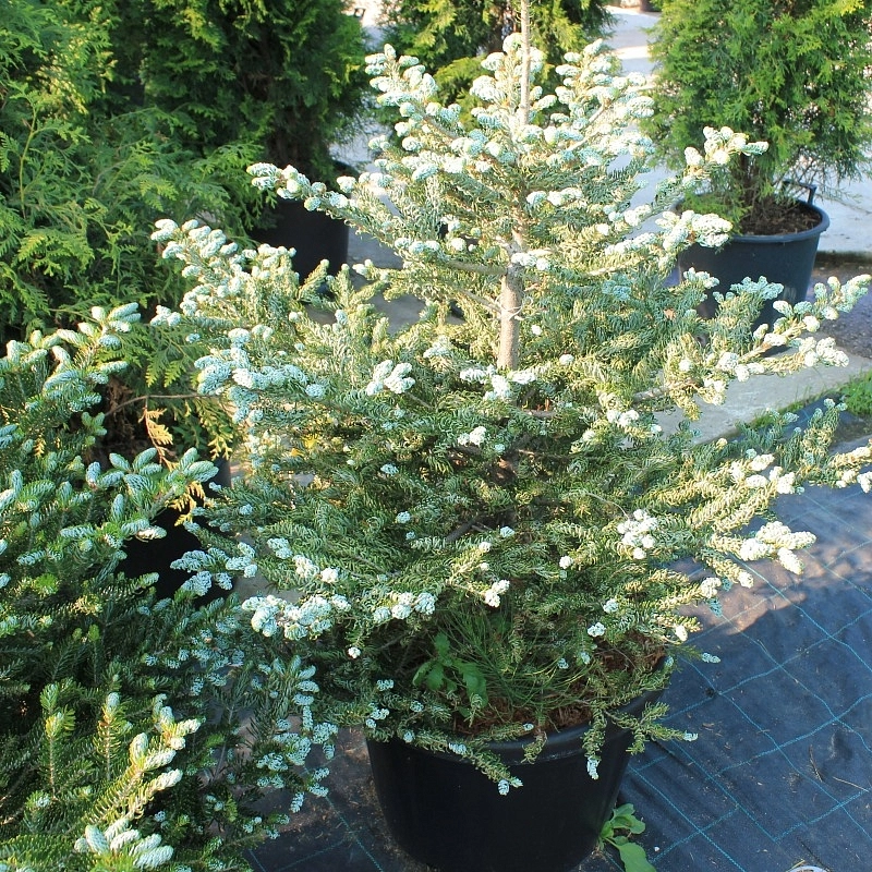 Пихта корейская 'Силберкугель'