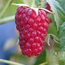 Малина 'Носорог' (ремонтантная)