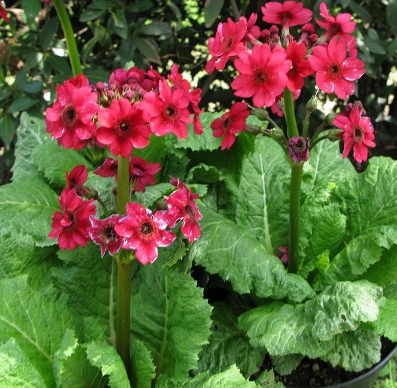 Примула японская 'Миллер Кримсон'