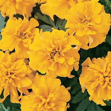 Тагетес (бархатцы) отклоненный 'Бонанза Голд' (желтый)