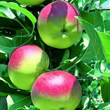 Яблоня домашняя 'Москвичка'