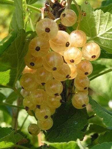 Смородина белая 'Виксне'