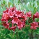 Рододендрон желтый (азалия) 'Миллениум' (красно-малиновый)