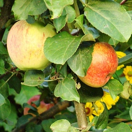 Яблоня домашняя 'Орловское Полосатое'