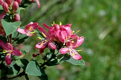 Жимолость Королькова Цабелли