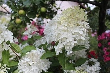 Гортензия метельчатая 'Перл дэ Оутум'