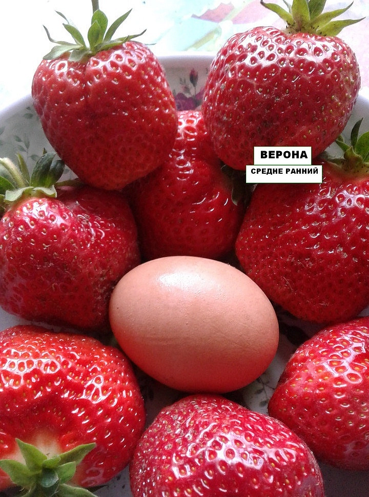 Земляника (клубника) 'Верона'