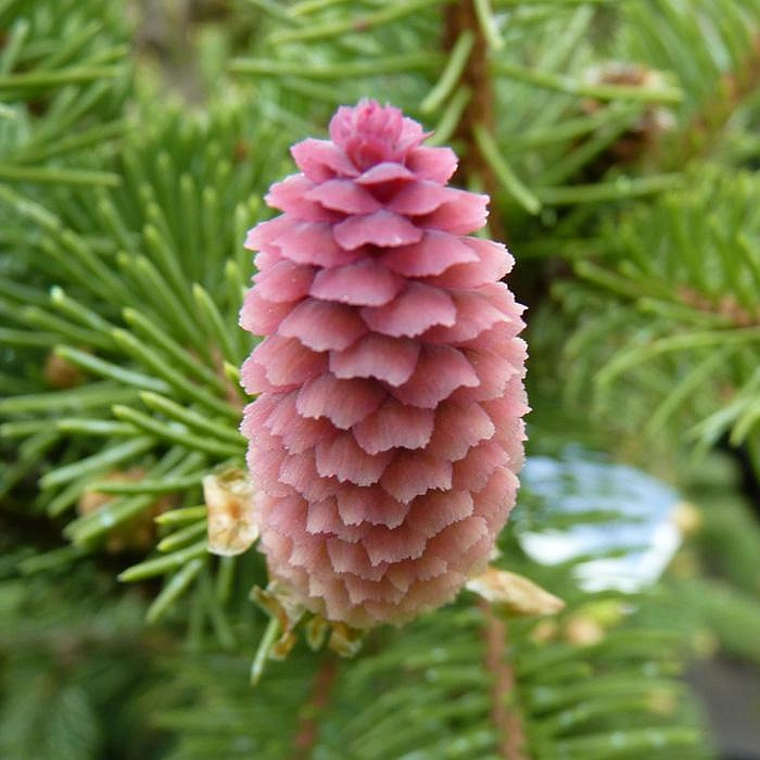 Ель обыкновенная (европейская) 'Акрокона'