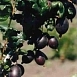 Крыжовник 'Черномор'