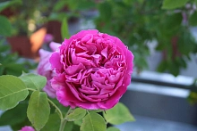 Роза 'Поль Нейрон' (парковая) (ярко-розовая) (гибрид, ремонтантный)