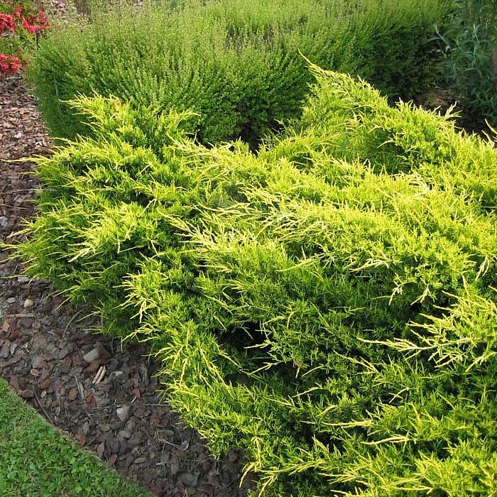 Можжевельник пфитцериана 'Олд Голд'