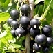 Смородина черная 'Багира'
