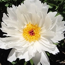 Пион молочноцветковый 'Луис Келси' (белый анемоноцыетный)