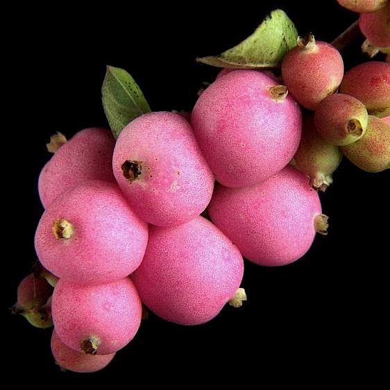 Снежноягодник Доренбоза 'Аметист'