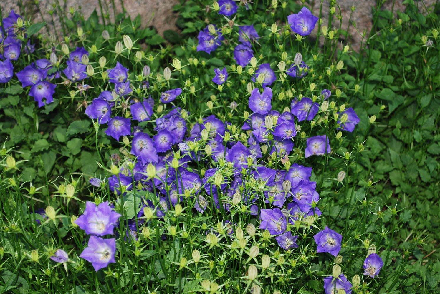 Колокольчик карпатский 'Блю Белл'