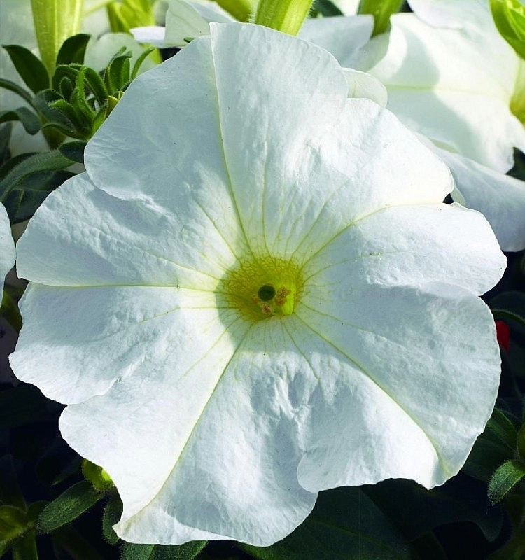 Петуния (сурфиния) гибридная 'Тритуния Уайт ' (белая)