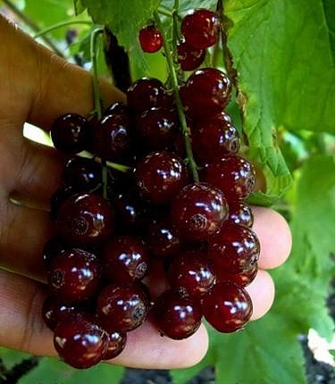 Смородина красная 'Виксне'