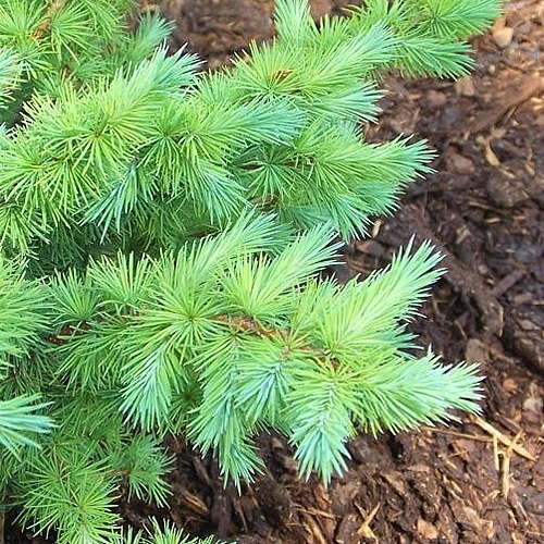 Лиственница тонкочешуйчатая (Кемпфера, японская) 'Грей Перл'
