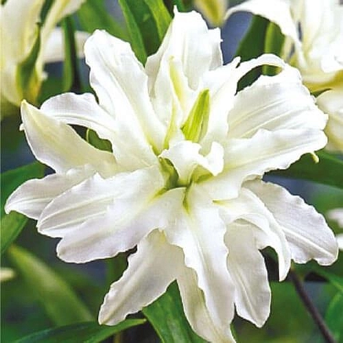 Лилия 'Полар Стар' (белая махровая)