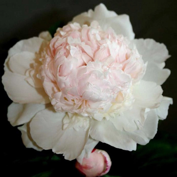 Пион молочноцветковый 'Мадам Калот' (кремово белый)