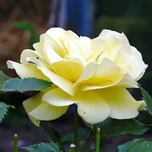 Роза 'Фрезия'  (флорибунда) (желтая)