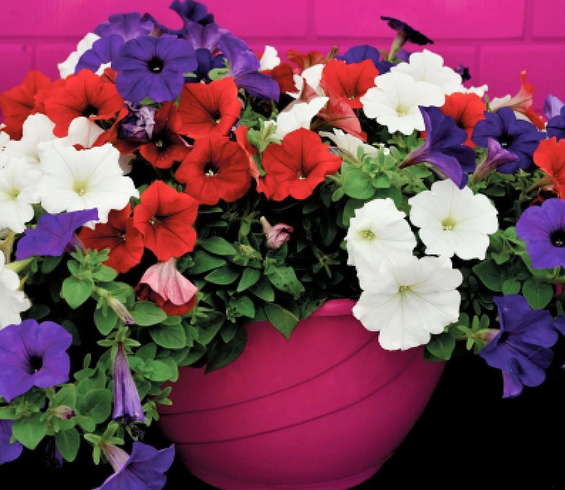 Петуния гибридная крупноцветковая 'Дримс' (микс)