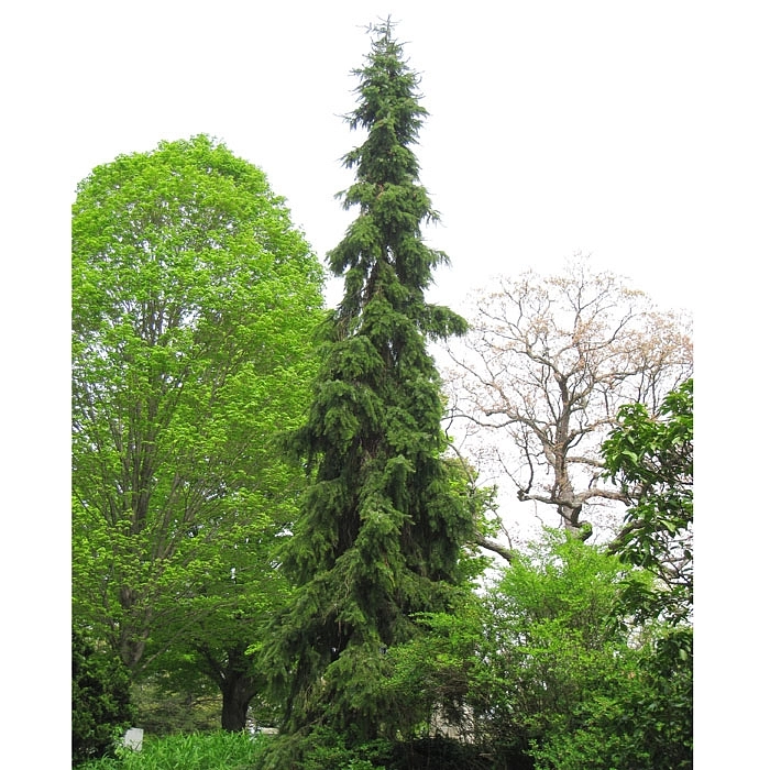 Ель сербская 'Пендула Брунс'