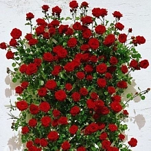 Роза 'Сантана' (плетистая) (красная)