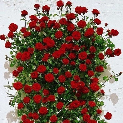 Роза 'Сантана' (плетистая) (красная)