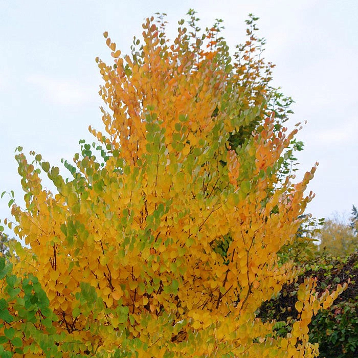 Багряник японский