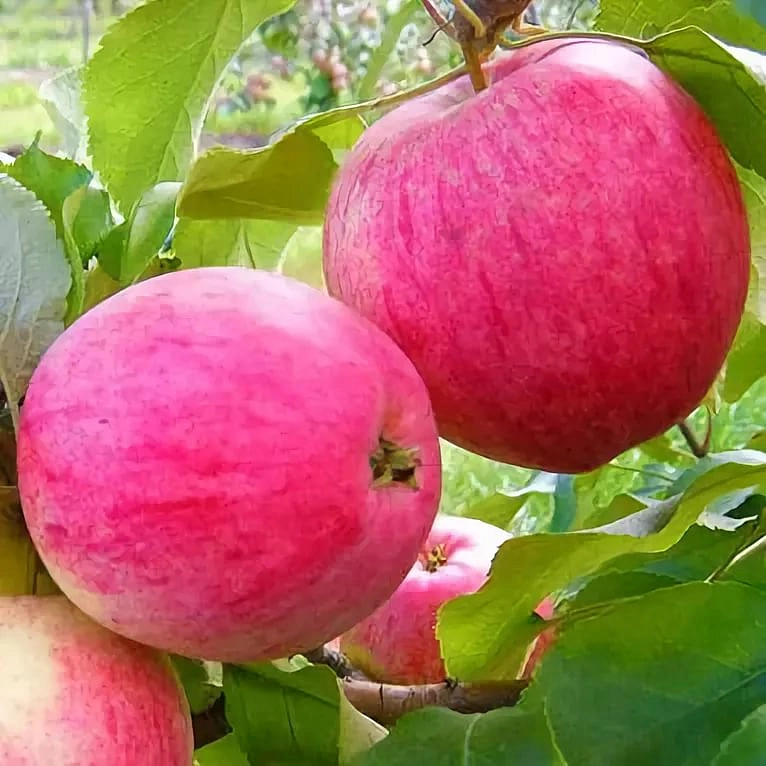 Самые ранние сорта яблонь. Яблоня Малиновка (Суйслепское). Сорт яблони Суйслепское (Малиновка). Яблоня "розовый налив" (Malus domestica). Сорт яблок Малиновка.