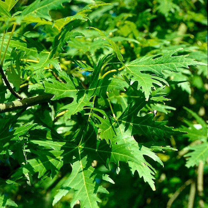 Клен сахарный (серебристый) 'Лациниатум Виери'