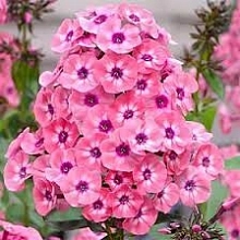 Флокс метельчатый 'Лариса'